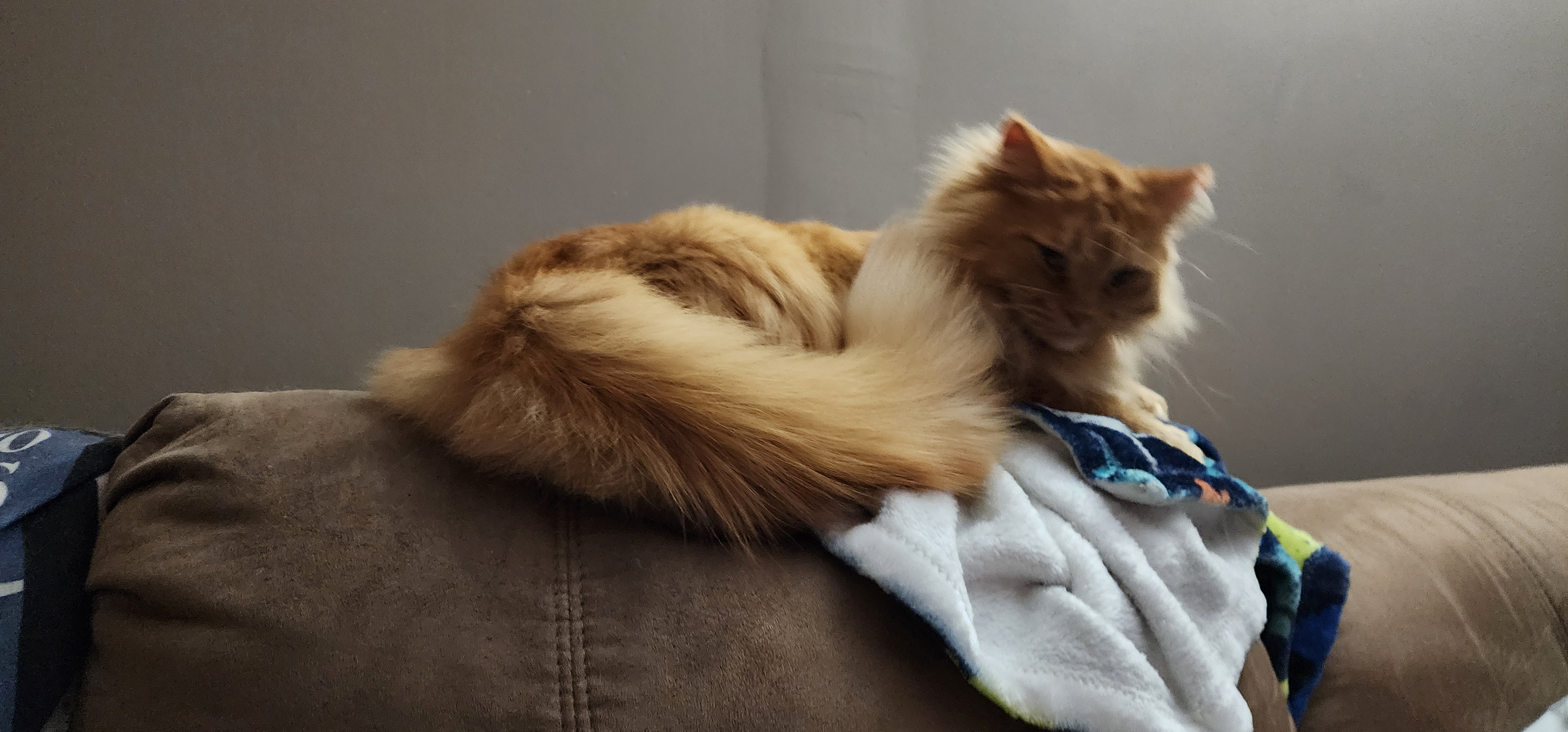 Ginger (Gingy)